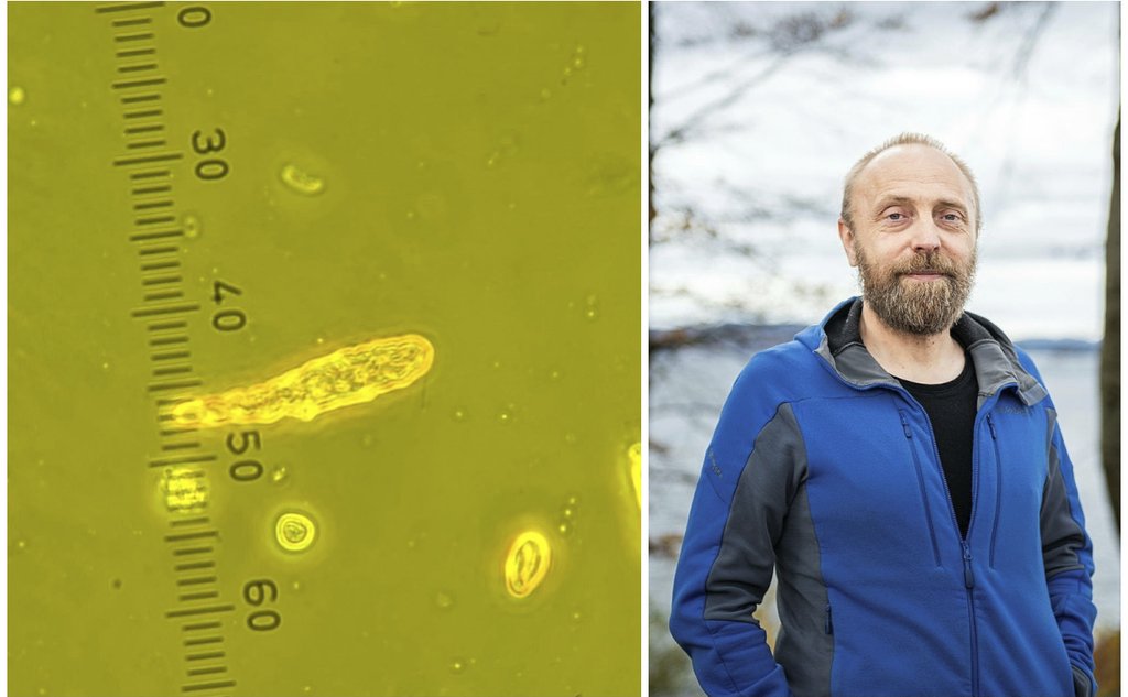 Todelt bilde som viser en alge på eine sida og en person på andre.