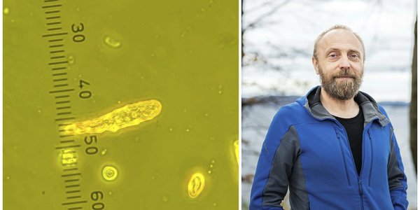 

Todelt bilde som viser en alge på eine sida og en person på andre.