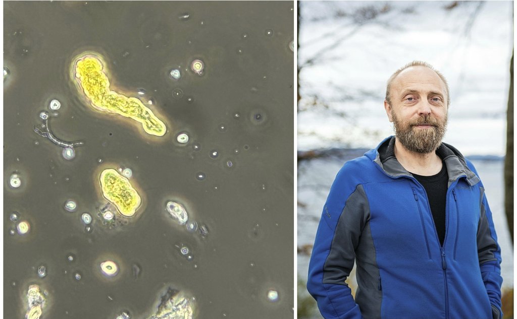 Sørlandet Algar 2026mars