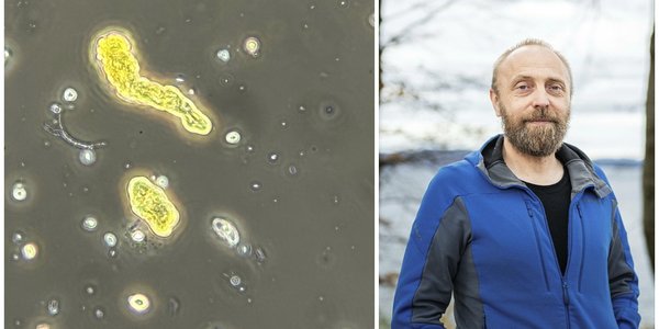 

Todelt bilde som viser en alge på eine sida og en person på andre.