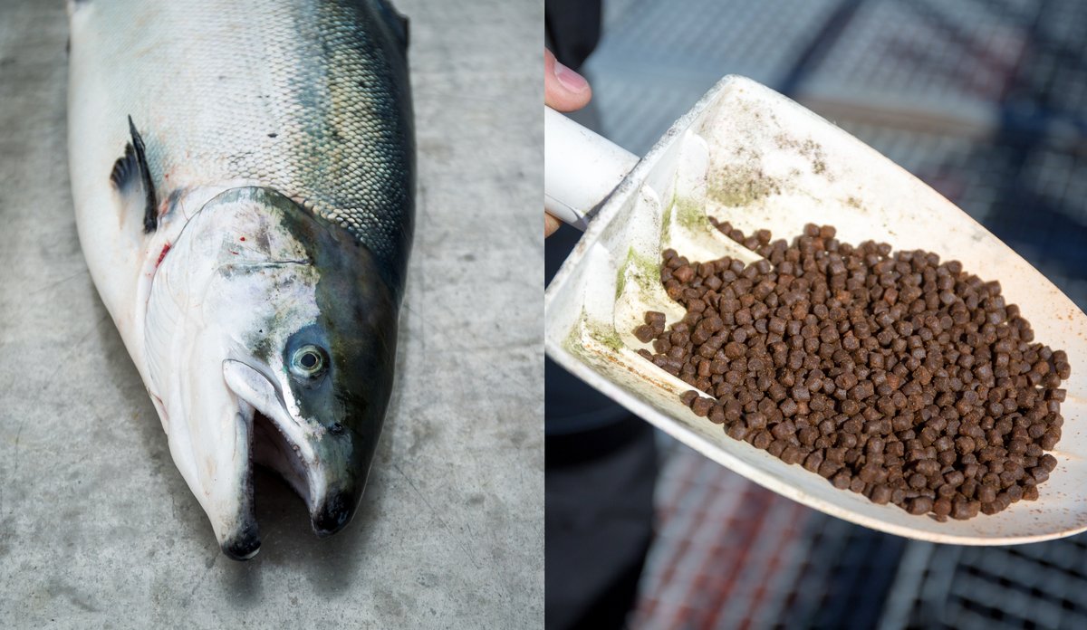 
Spade med fiskefôr og laks