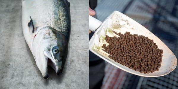 

Spade med fiskefôr og laks