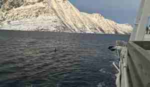 foto av spekkhoggerfinne som stikker opp av fjorden, båt og fjell skimtes