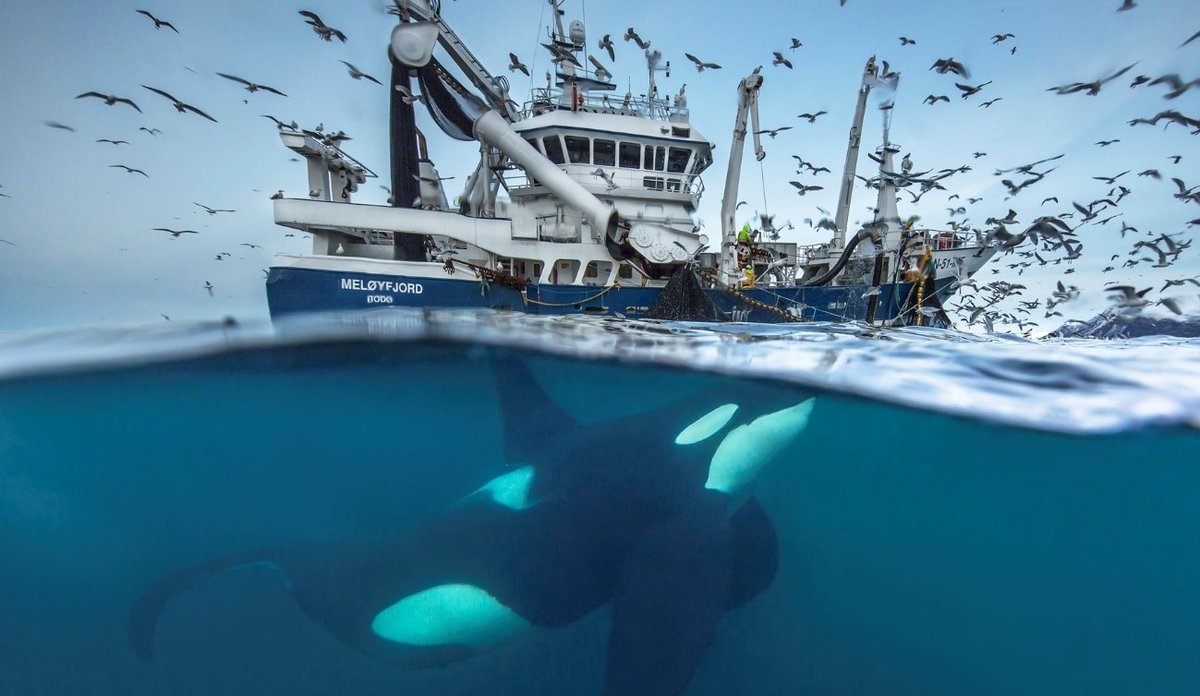 
Bilde med vannskorpen i midten viser en spekkhogger under en fiskebåt som fisker med ringnot