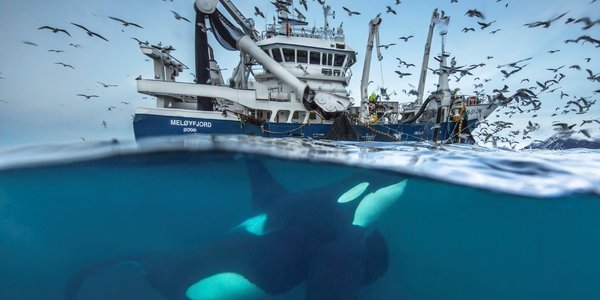 

Bilde med vannskorpen i midten viser en spekkhogger under en fiskebåt som fisker med ringnot