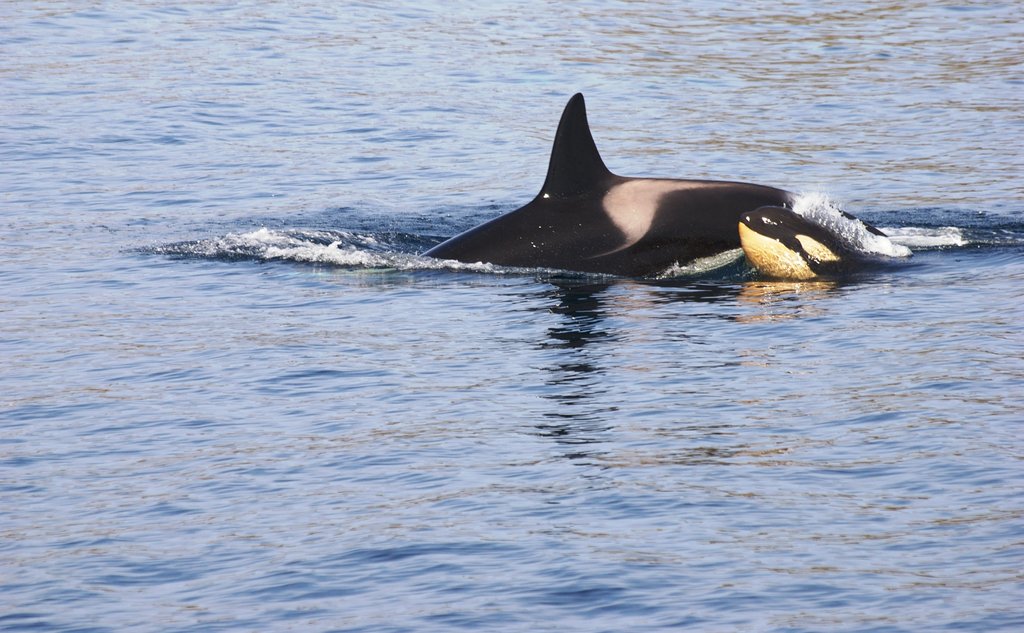 Spekkhogger og spekkhogger unge
