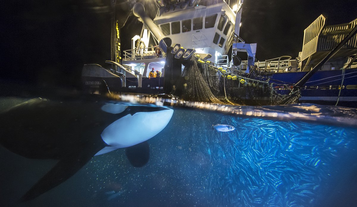 
Spekkhogger svømmer mot sildenot under vann, nota ligger inntil skutesida på stor fiskebåt, i kveldsmørket 