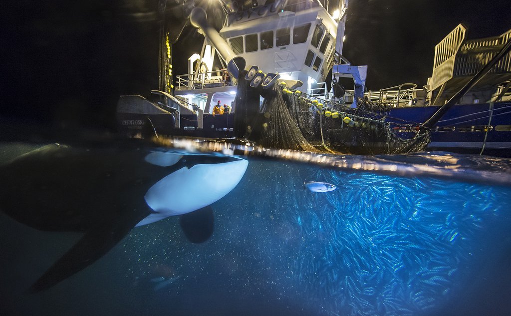 Spekkhogger svømmer mot sildenot under vann, nota ligger inntil skutesida på stor fiskebåt, i kveldsmørket 