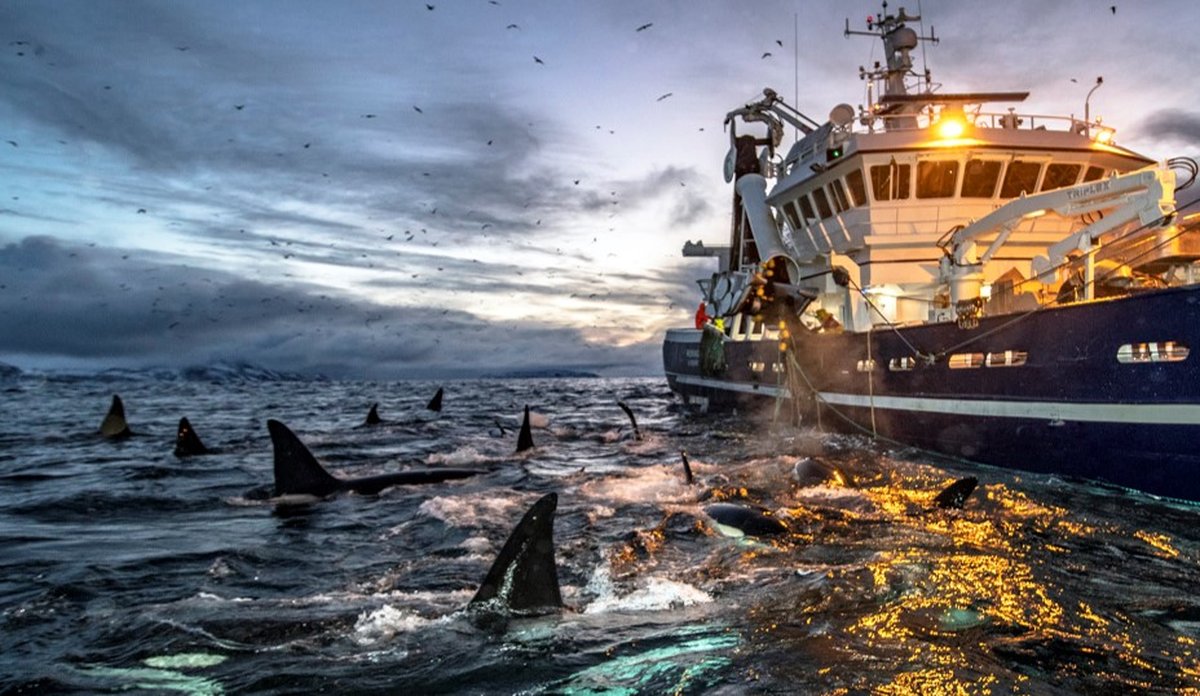 
Flere svarte hvalfinner som stikker opp av overflaten ved siden av et fiskefartøy.