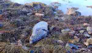 foto av kadaver i tangen