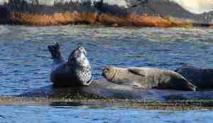 To voksne steinkobber på et skjær. Den ene ligger flatt, den andre står med overkroppen i været. I bakgrunnen er det svaberg med tydelige vannlinjer i rødt og svart.