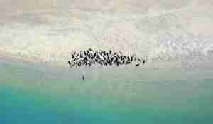 Oversiktsbilde tatt fra høyden der steinkobber skimtes som svarte flekker mot en bakgrunn av brun sandbanke og grønnlig fjordvann.