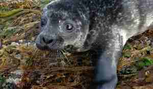 Nærbilde av en gråsvart steinkobbeunge mot en bakgrunn av litt grønn og litt brunvissen vegetasjon. 