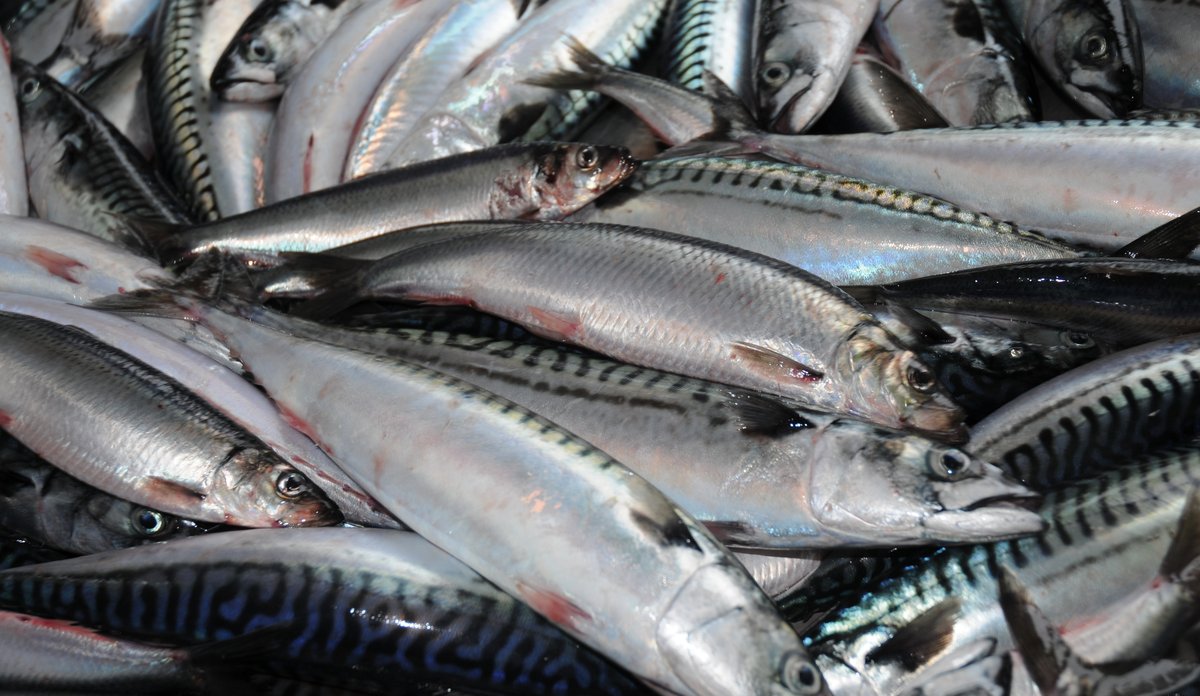 Stor makrell sammen med liten og stor nvg sild nord i Norskehavet
