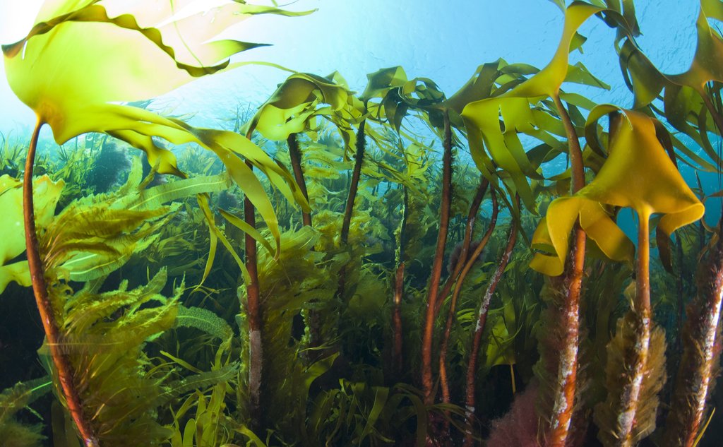 Undervannsfoto av norsk stortare med rødlige stengler og store grønne og brunlige blader. Øverst i bildet ser vi blått vann der sollyset skinner tydelig igjennom.