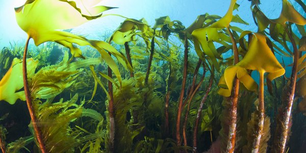 

Undervannsfoto av norsk stortare med rødlige stengler og store grønne og brunlige blader. Øverst i bildet ser vi blått vann der sollyset skinner tydelig igjennom.