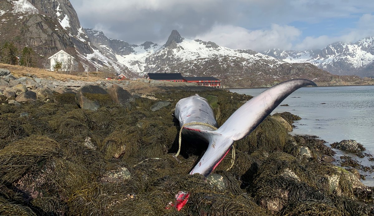 
Strandet finnhval på Kalle i Lofoten