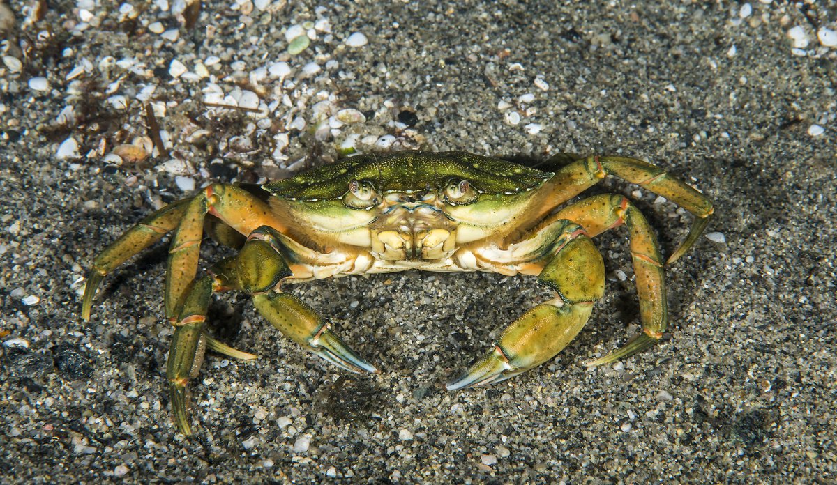 
En strandkrabbe står på sandbunn