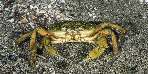 

En strandkrabbe står på sandbunn