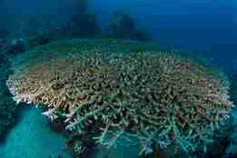 Coral reef in Sudan