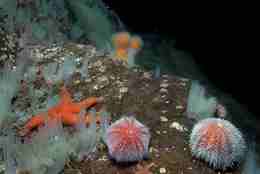 sea ​​urchin on the sea floor
