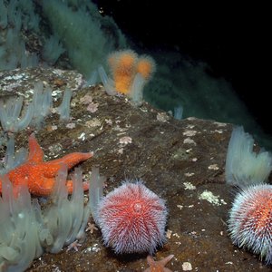 kråkebolle og sjøstjerne på havbunn