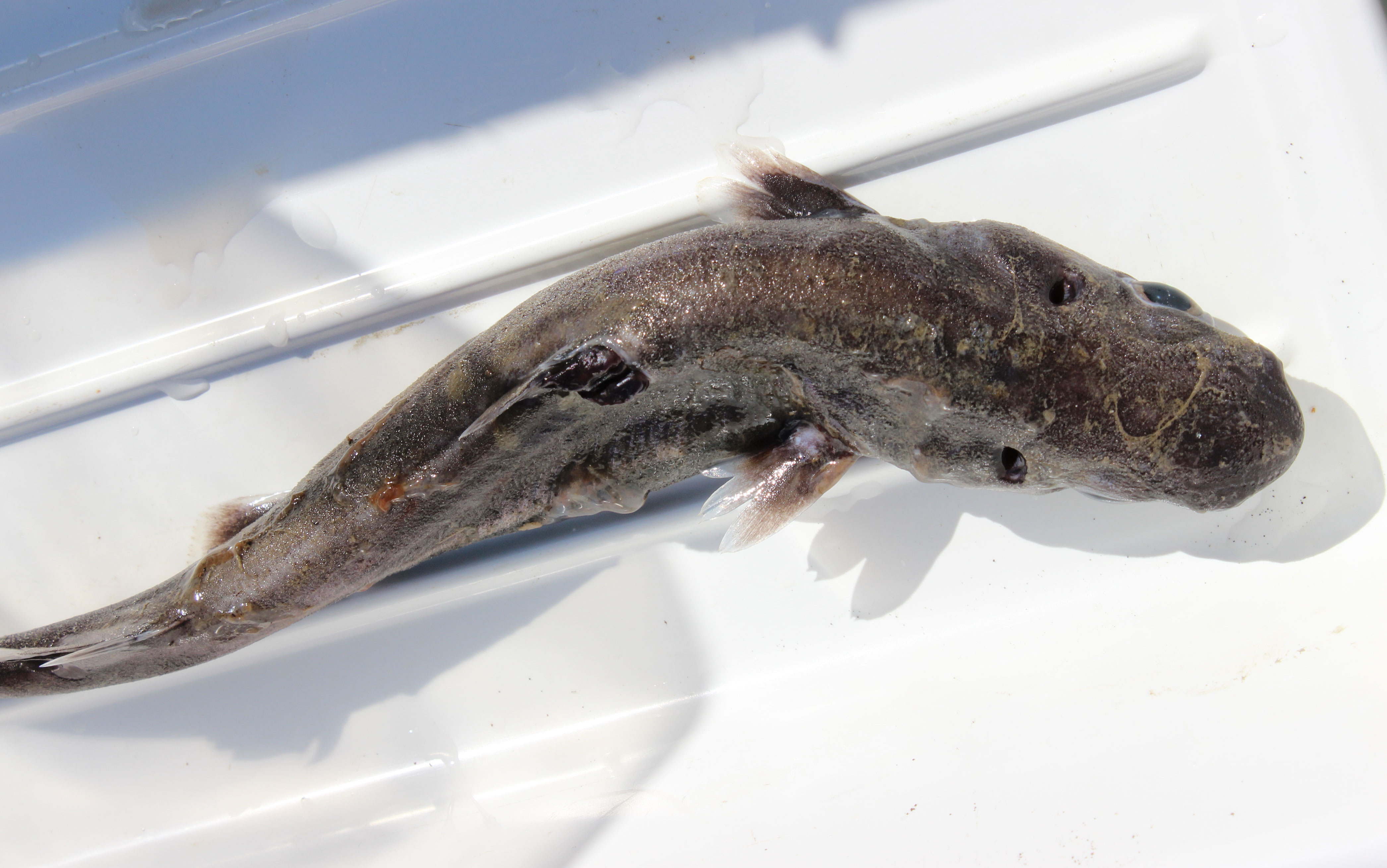 A velvet belly lanternshark infected with the parasite Anelasma squalicola