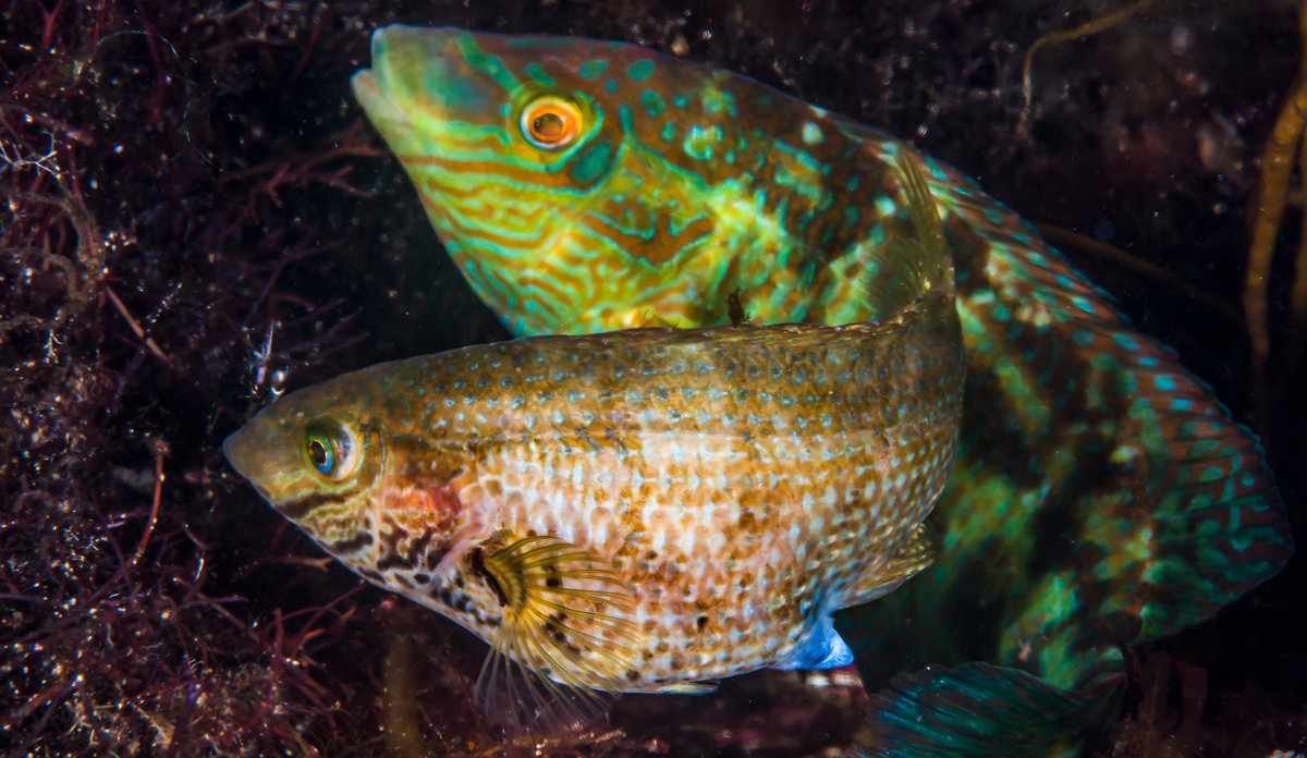 
Symphodus melops  gronngylt svensen