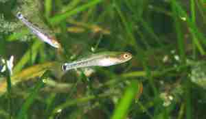 Et par småfisk av typen tangkutling svømmer inne i det grønne og frodige ålegraset.