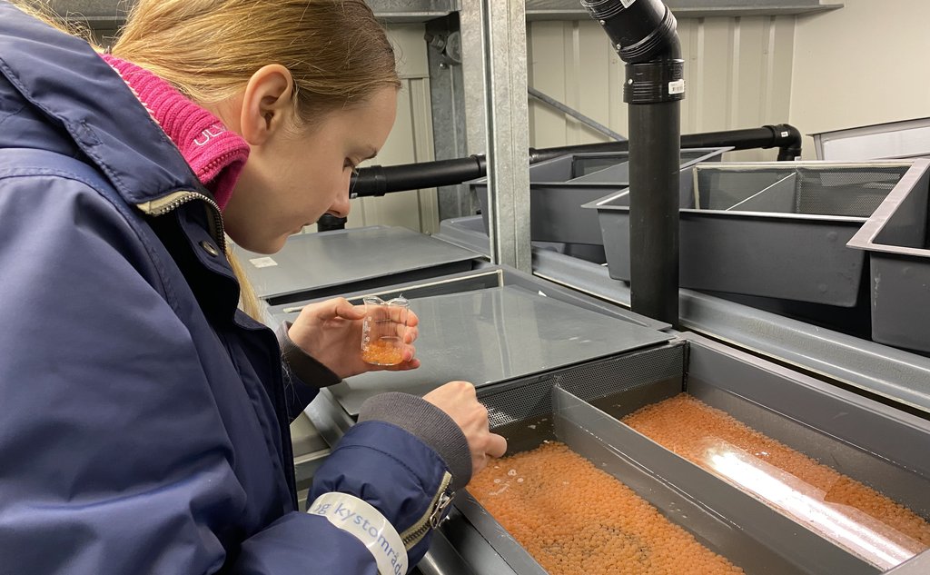 Kvinne med blå kjeledress kikker ned i et kar med oransje egg mens hun holder et glass med oransje egg i venstre hånd.