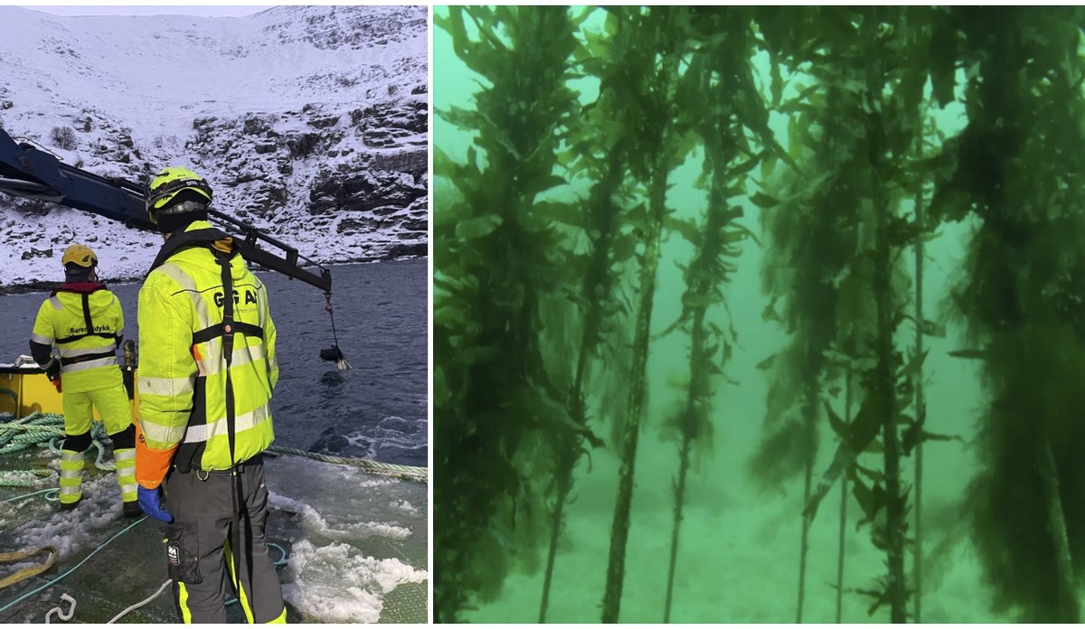 
Kollasj som viser at et kunstig rev vert senket ned, og så at det er grodd til av tare