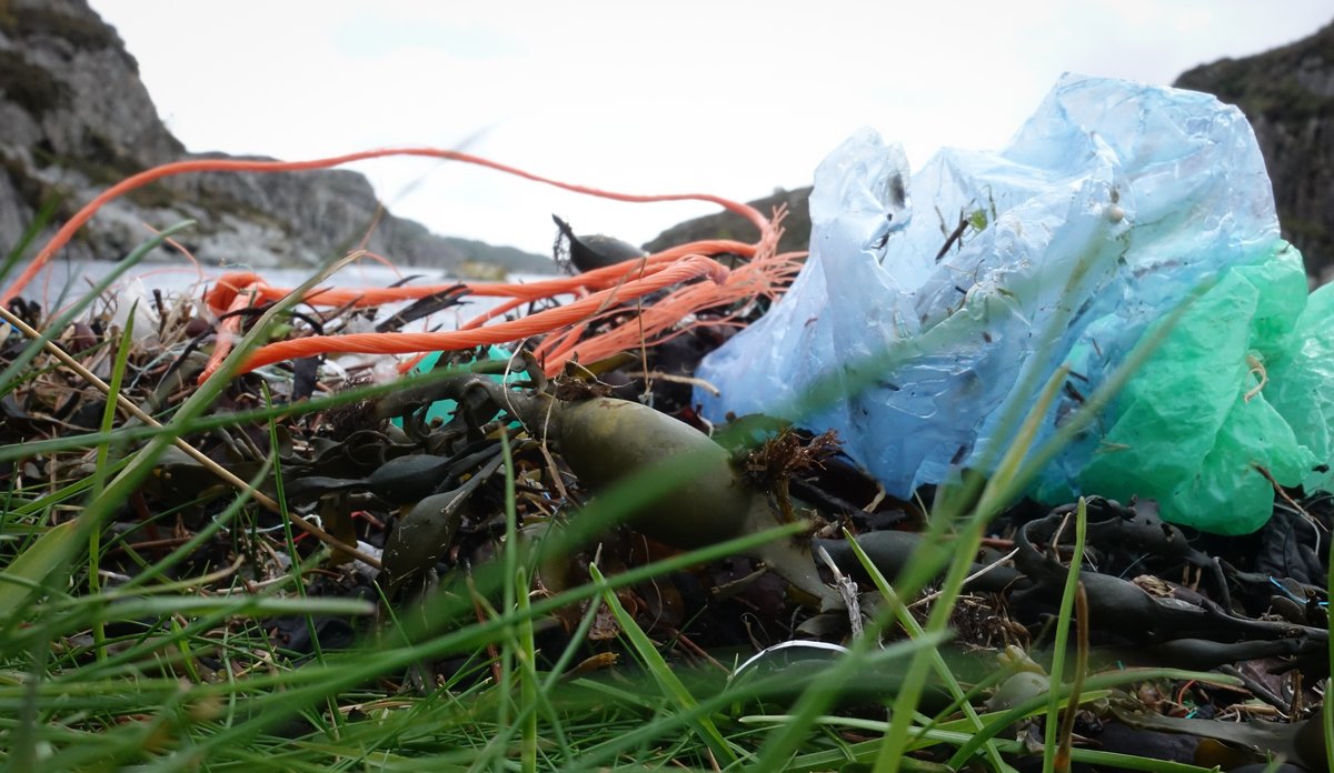 
Oransje taubiter og lyseblå plastpose sammen med tang og tare i fjæresteiner.