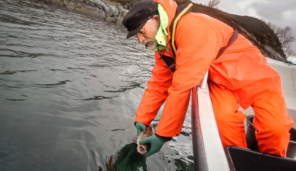 
En person i oransje regntøy og redningsvest bøyer seg over ripen på en robåt og holder en fisk i vannoverflaten.