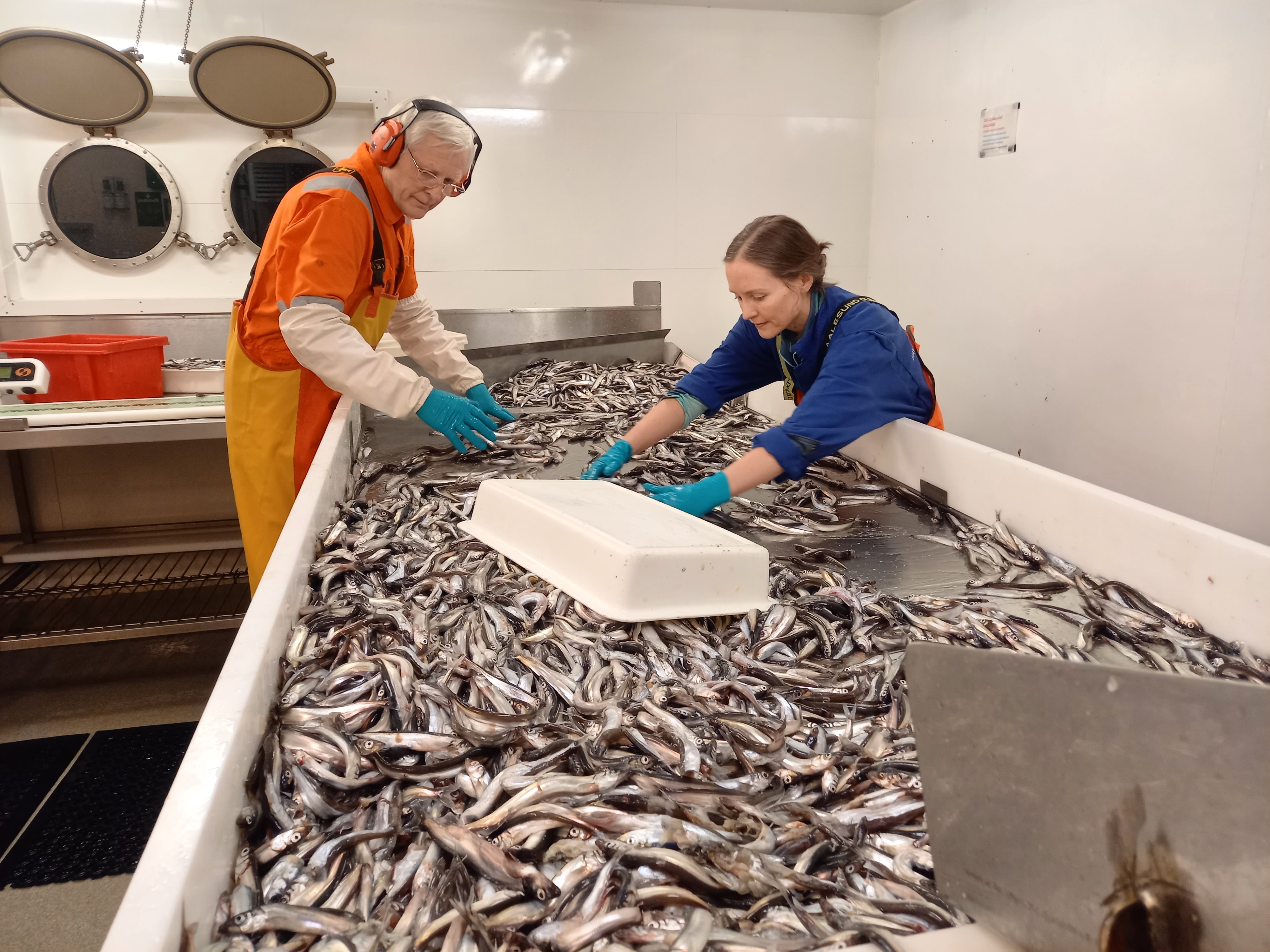 En mann og en kvinne sorterer store mengder fisk.