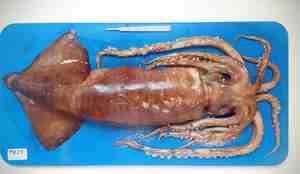 foto av blekksprut på skjærebrett