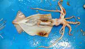 foto av blekksprut på skjærebrett