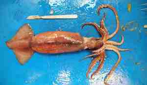 foto av blekksprut på skjærebrett