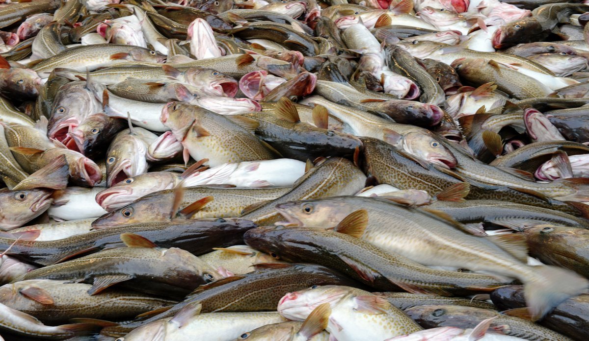 
Nærbilde av torskefangst om bord på økosystemtokt.