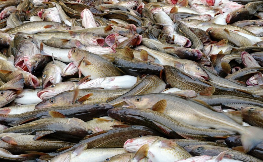 Nærbilde av torskefangst om bord på økosystemtokt.