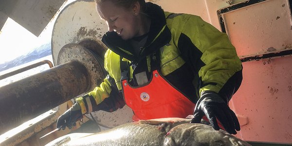

Tekniker Siri Olsen måler en stor torsk om bord på et forskningsfartøy. Torsken ligger på en arbeidsbenk.