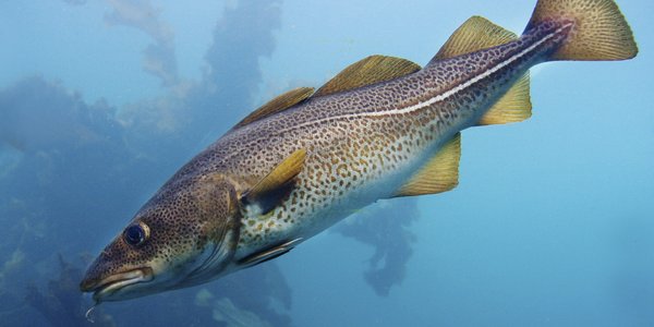 

En torsk i havet, blått vann og noe tang og tare i bakgrunnen.