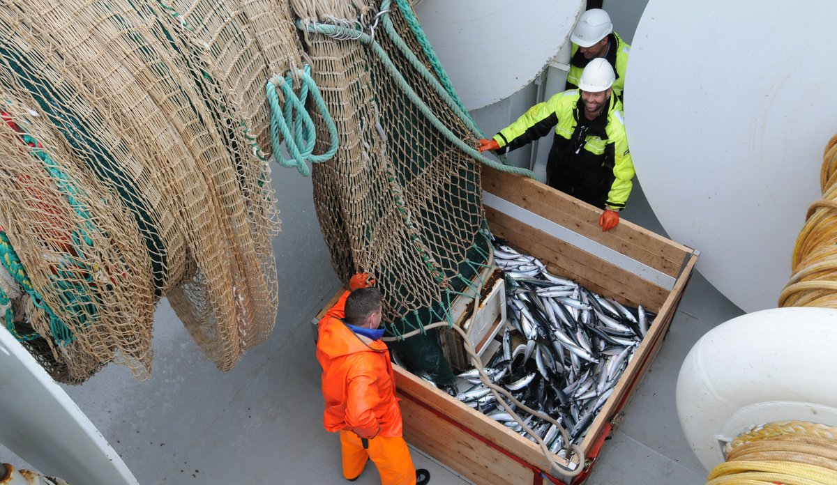 Trålfangsten med makrell på vei ned luka til fiskelaboratoriet for veiing og prøvetaking.