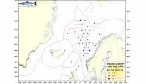 Trålfangster av Atlantisk laks (kg) IESSNS 2019