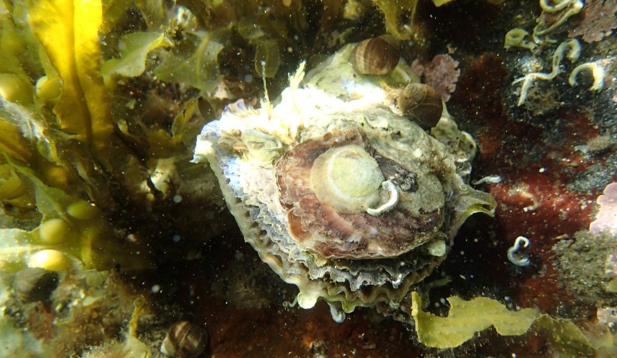 
Bildet viser tre årsklasser av flatørsters oppå hverandre med tang og tare i bakgrunnen. Den øverste og minste østersen er hvitaktig, den midterste rødlig.