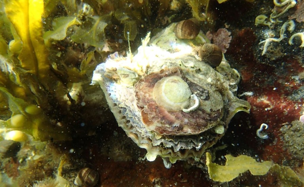 Bildet viser tre årsklasser av flatørsters oppå hverandre med tang og tare i bakgrunnen. Den øverste og minste østersen er hvitaktig, den midterste rødlig.