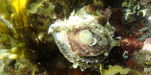 

Bildet viser tre årsklasser av flatørsters oppå hverandre med tang og tare i bakgrunnen. Den øverste og minste østersen er hvitaktig, den midterste rødlig.
