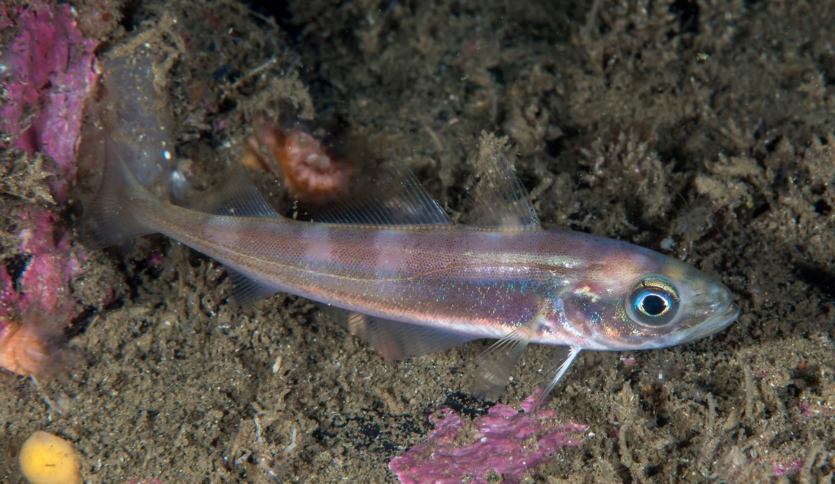 
Den vesle torskefisken øyepål