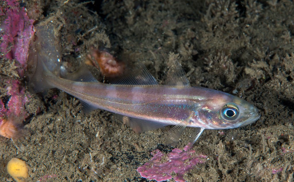Den vesle torskefisken øyepål