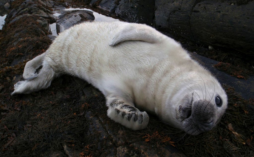 Ung havert Michael Poltermann