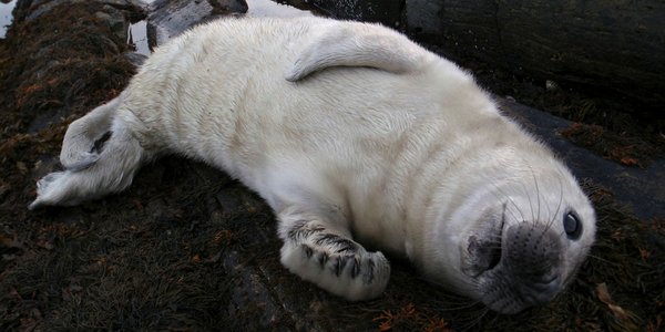 

Ung havert Michael Poltermann